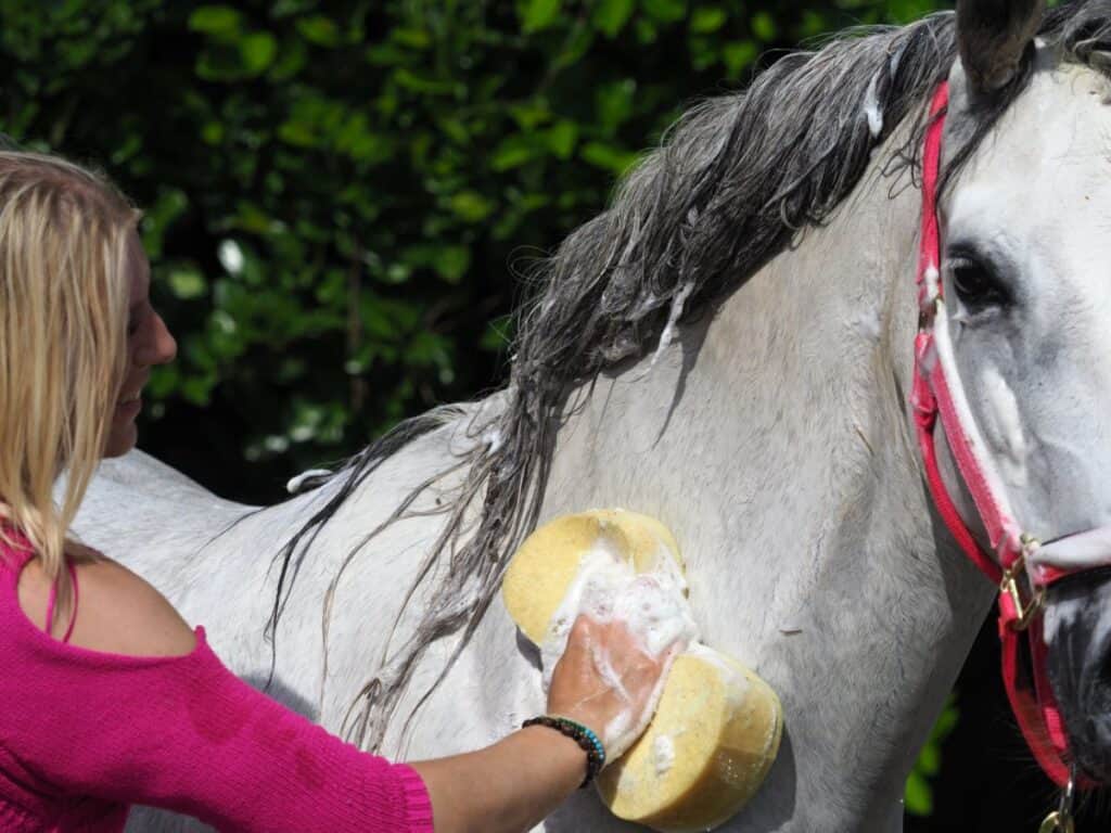 7 Ways to Get Rid Of Dandruff on Your Horse