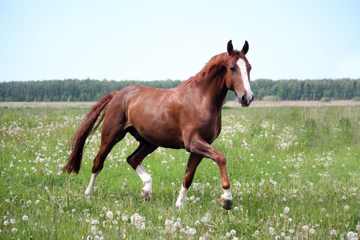 A brown horse walks on a meadow.
