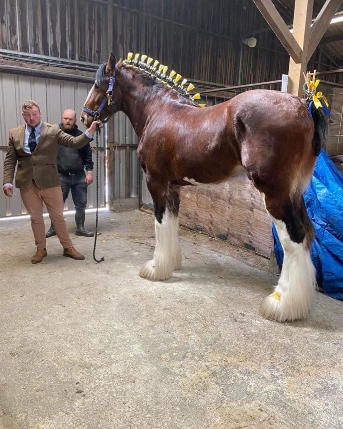 A huge brown horse in a stable.