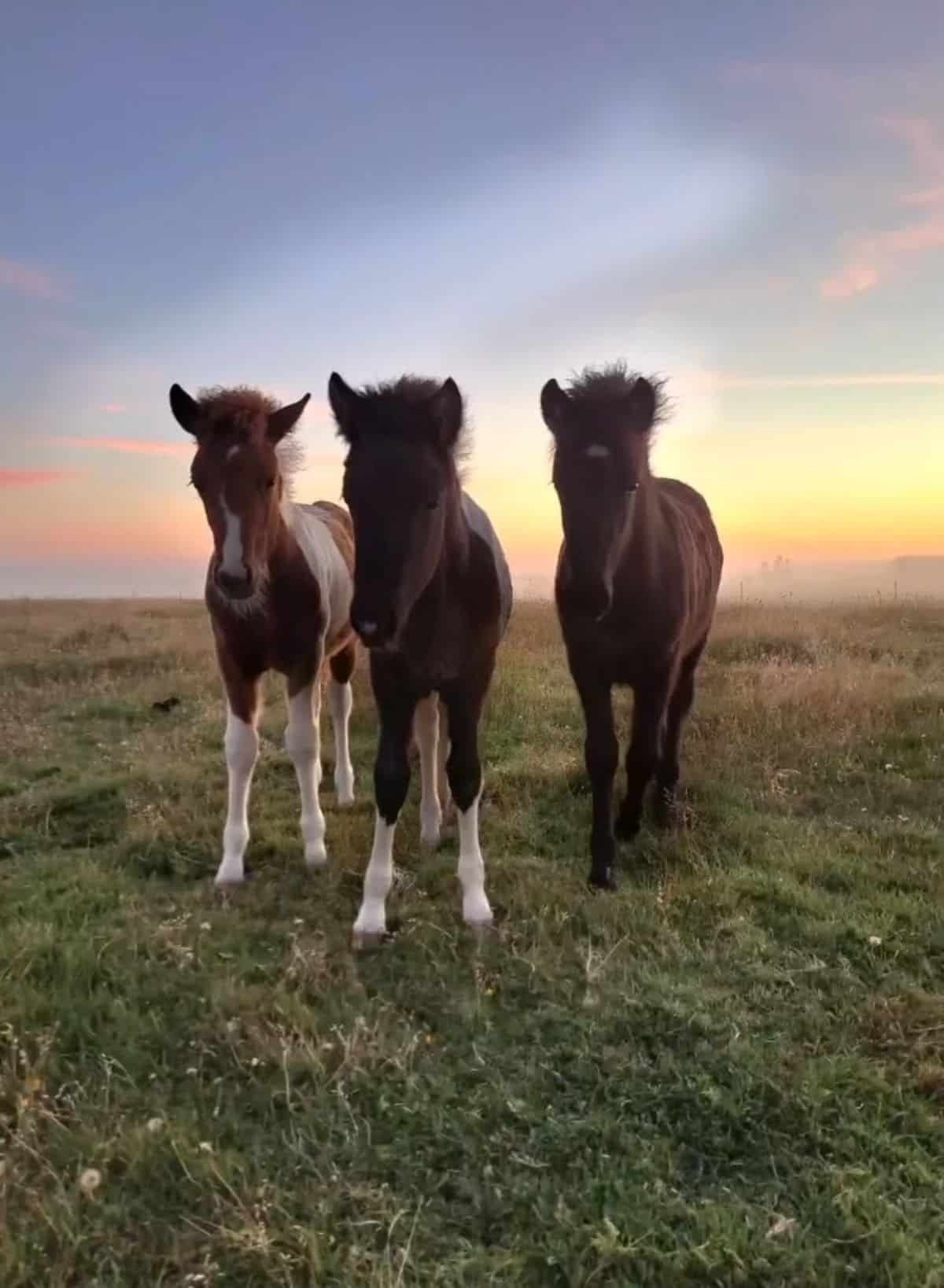 Three brown Icelandic horses on a pasture.