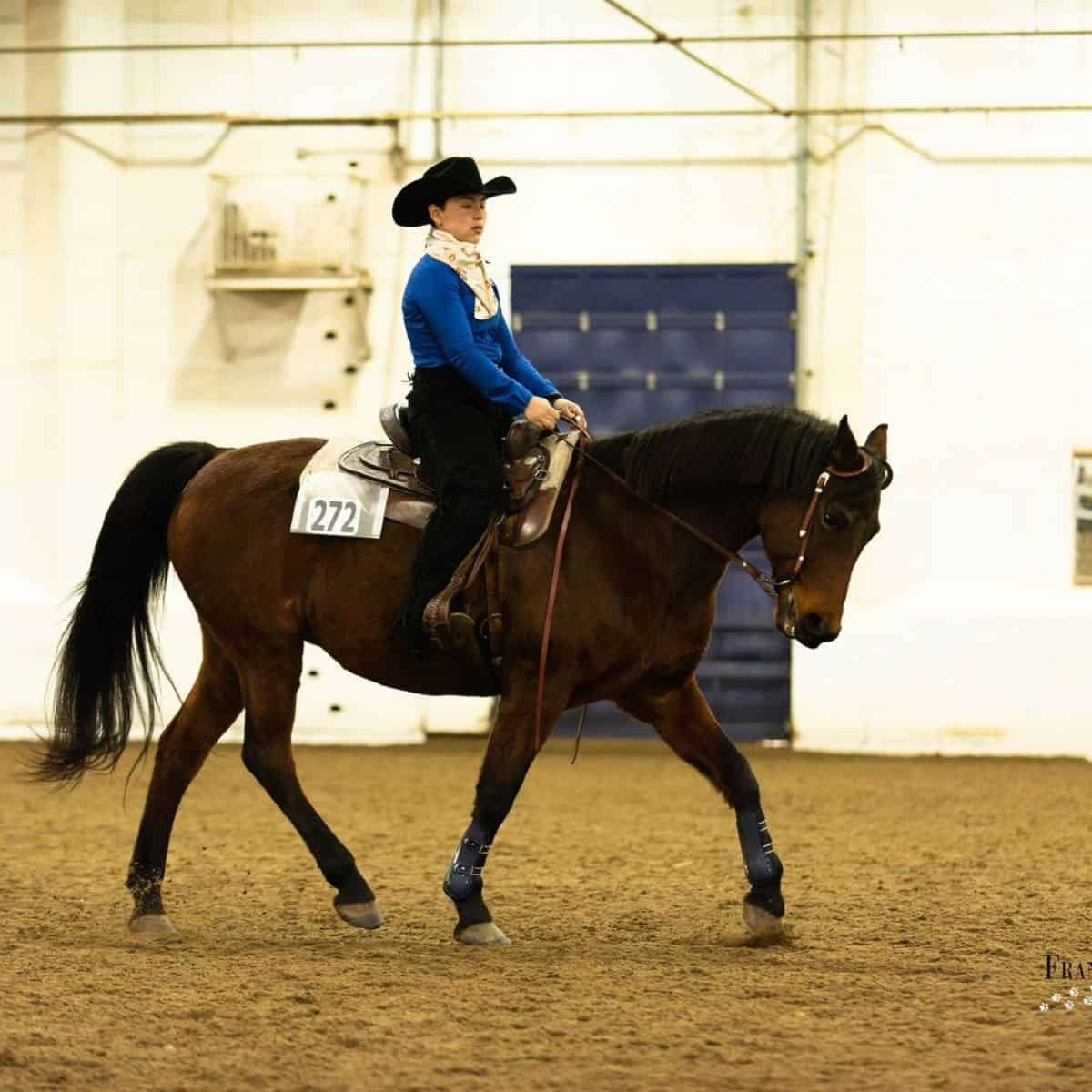 A woman rides a brown Morgan Horse.