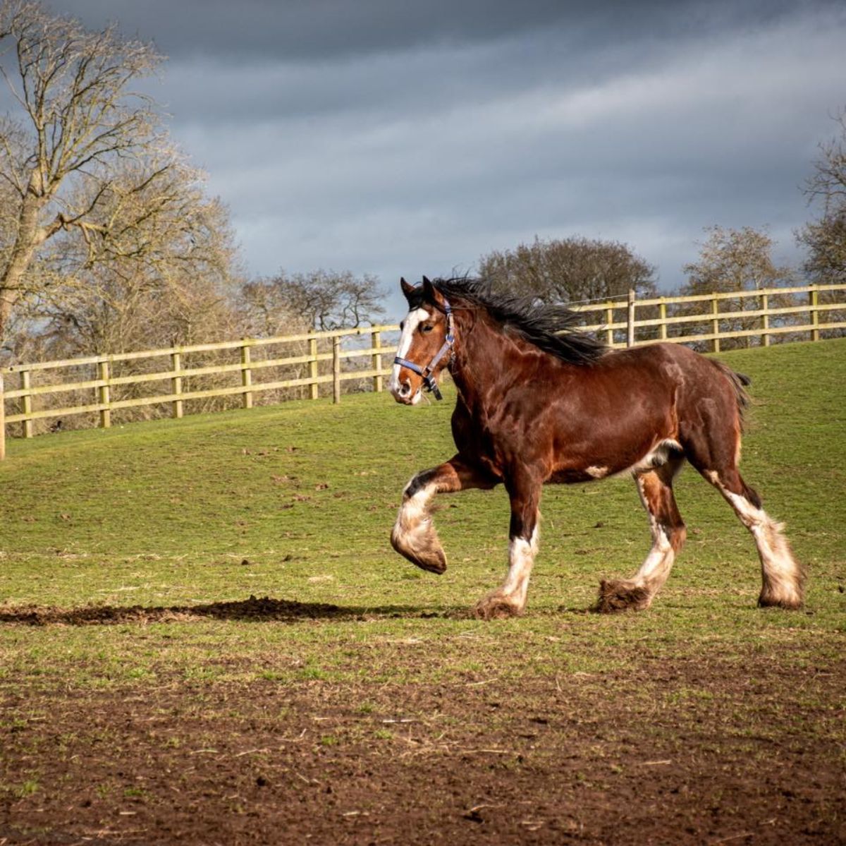 A majestic brown Shire horse runs on a ranch.