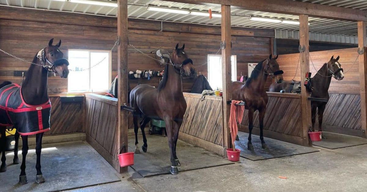 American Saddlebred horses in a stable.