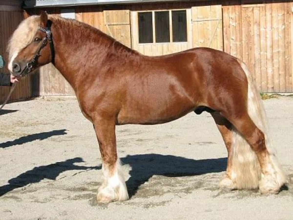 A majestic brown Swedish Northern horse with a white mane and feathered legs.