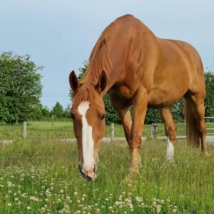 A light chestnut horse stands in a meadow and eats grass.