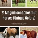 21 Magnificent Chestnut Horses (Unique Colors) pinterest image.