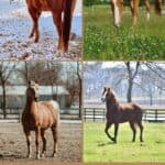 21 Magnificent Chestnut Horses (Unique Colors) pinterest image.