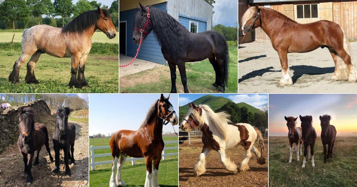 9 Breathtaking Draft Horse Breeds With Long Flowing Manes and