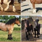 21 Marvelous Long-Haired Horses (With Feathered Legs) pinterest image.