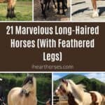 21 Marvelous Long-Haired Horses (With Feathered Legs) pinterest image.