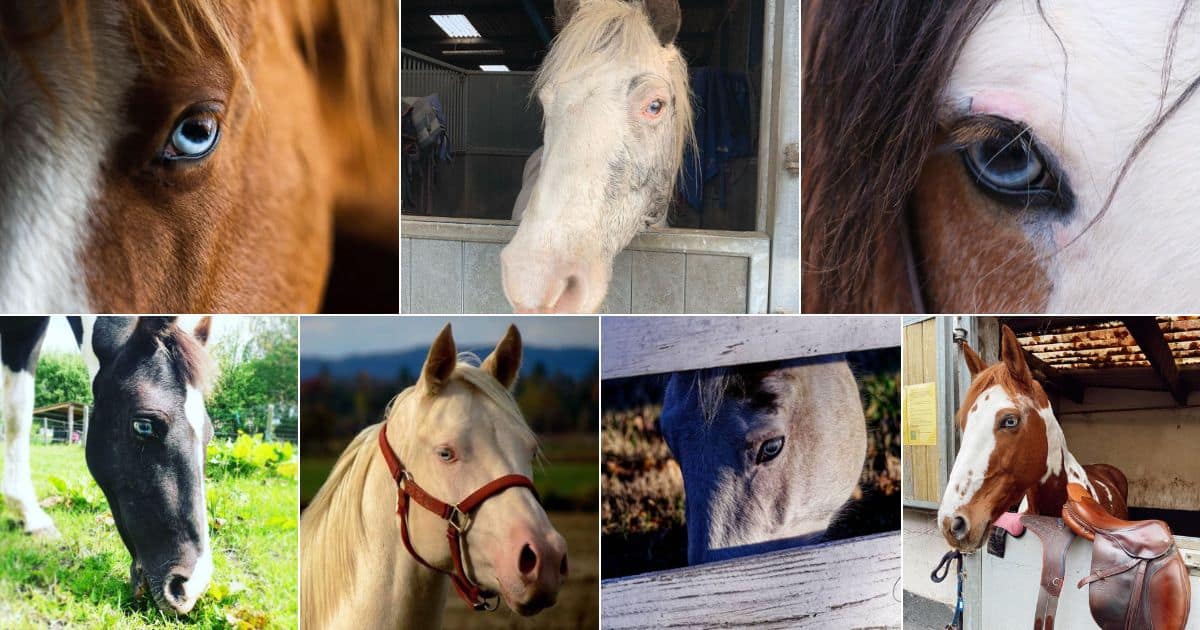 21 Stunning Photos with Blue-Eyed Horses facebook image.