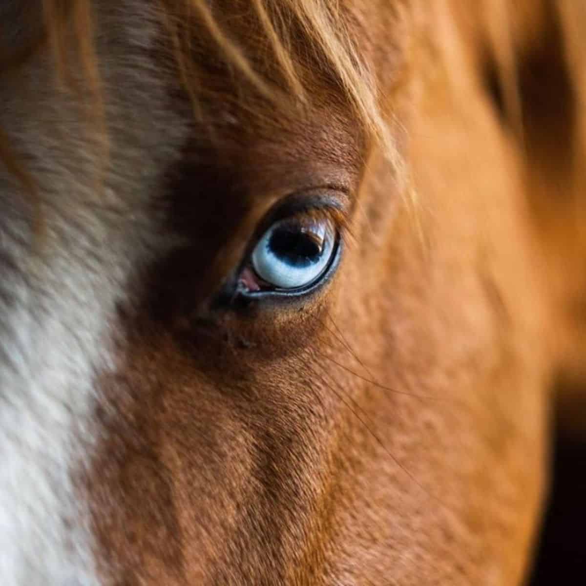 A close-up of a brown horse with blue eyes.