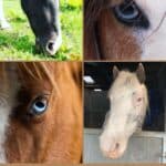 21 Stunning Photos with Blue-Eyed Horses pinterest image.