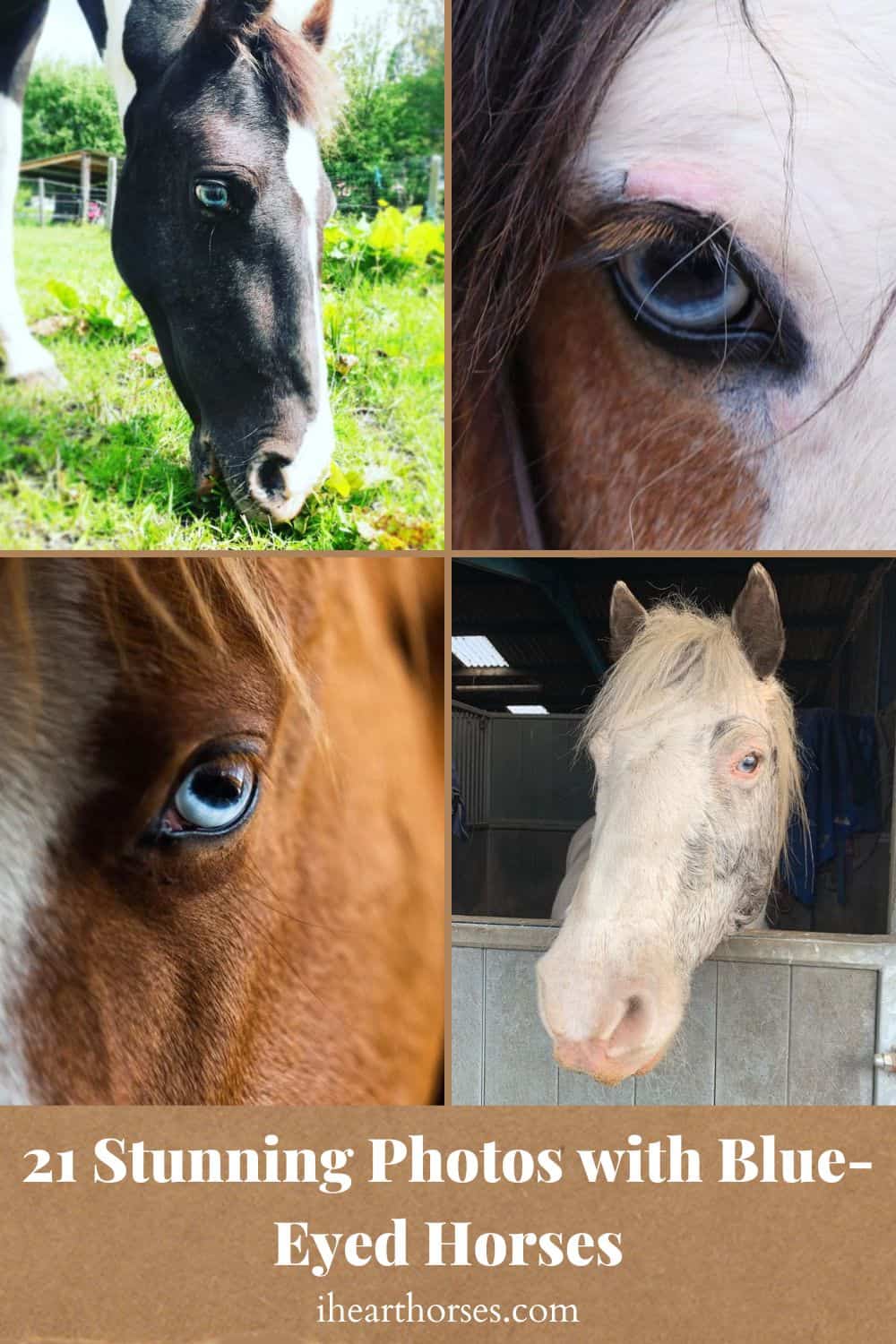 21 Stunning Photos Of Blue-Eyed Horses