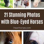 21 Stunning Photos with Blue-Eyed Horses pinterest image.