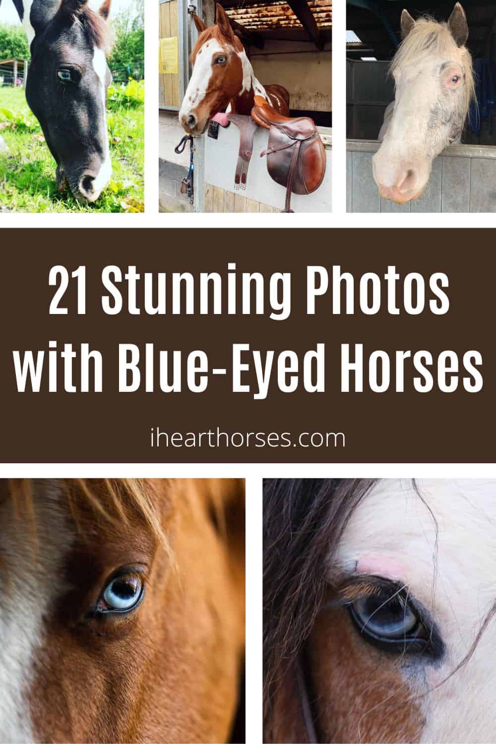 21 Stunning Photos Of BlueEyed Horses