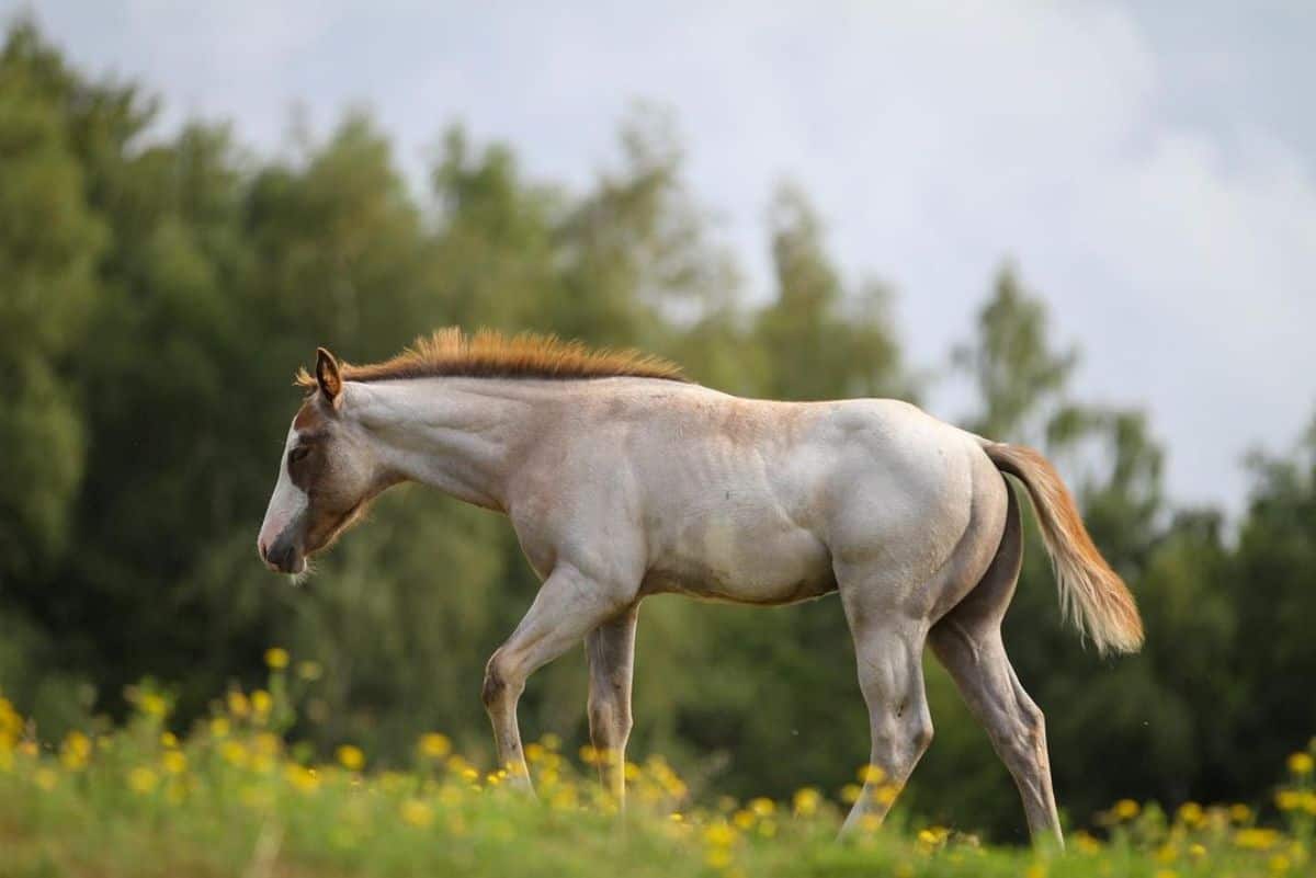 A gray American Paint Horse walks on a meadow.