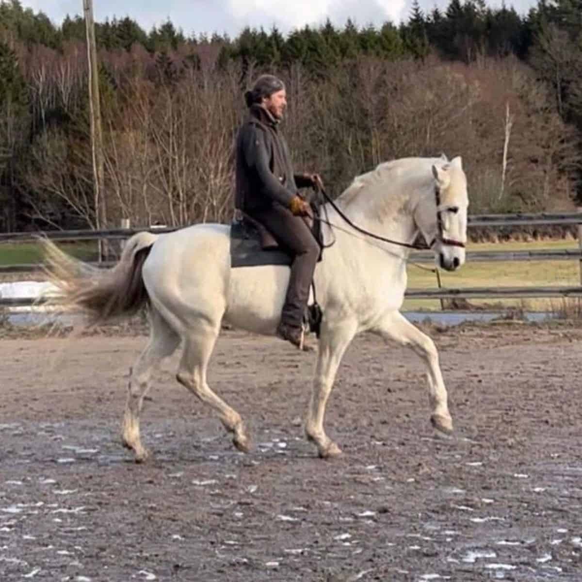 A man rides a white Andalusian horse on a ranch.