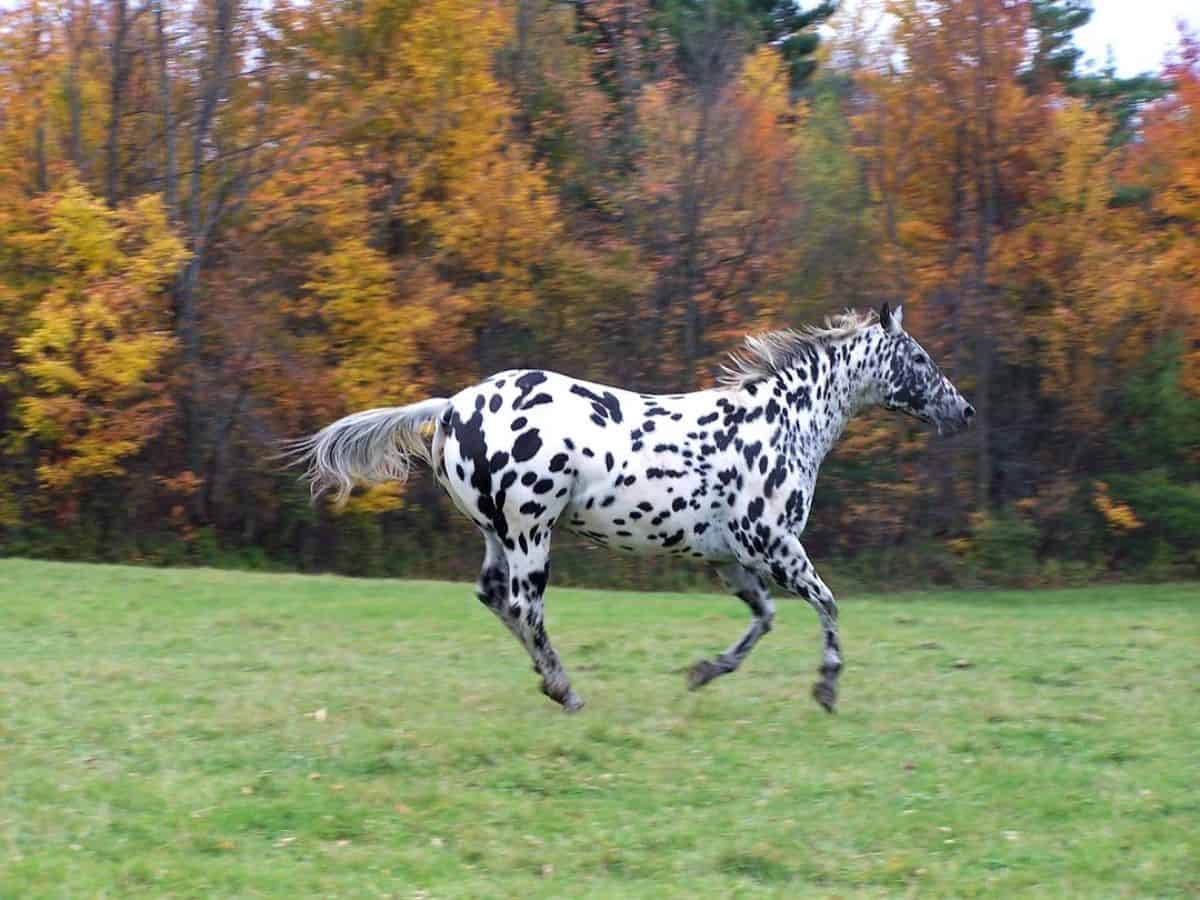 A speckled Appaloosa horse runs on a field.
