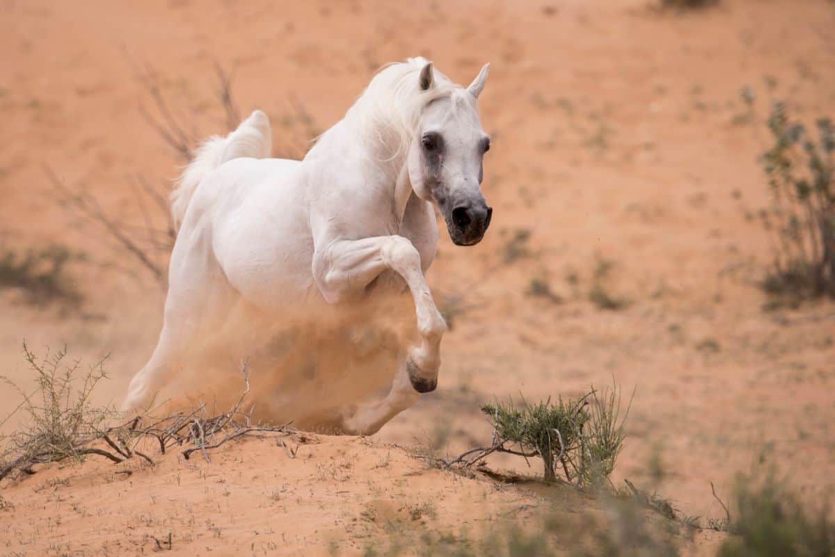 A beautiful white Arabian horse running on dessert.