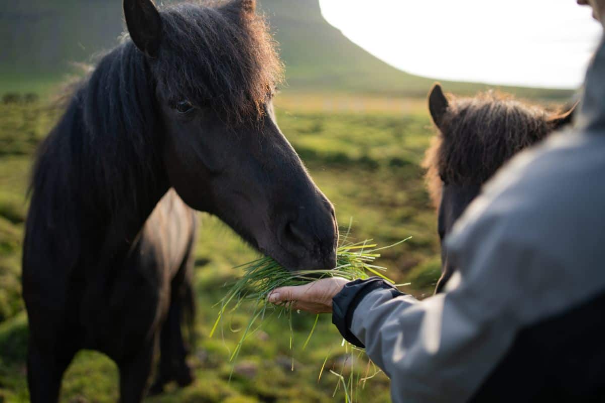 A brown horse grazing a grass from a hand.