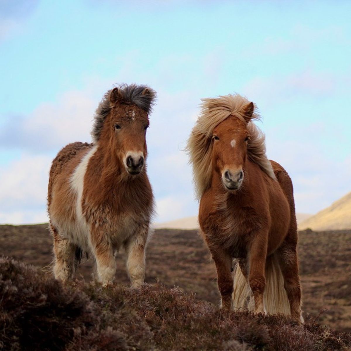 Two adorable furry Faroese horses on a field.