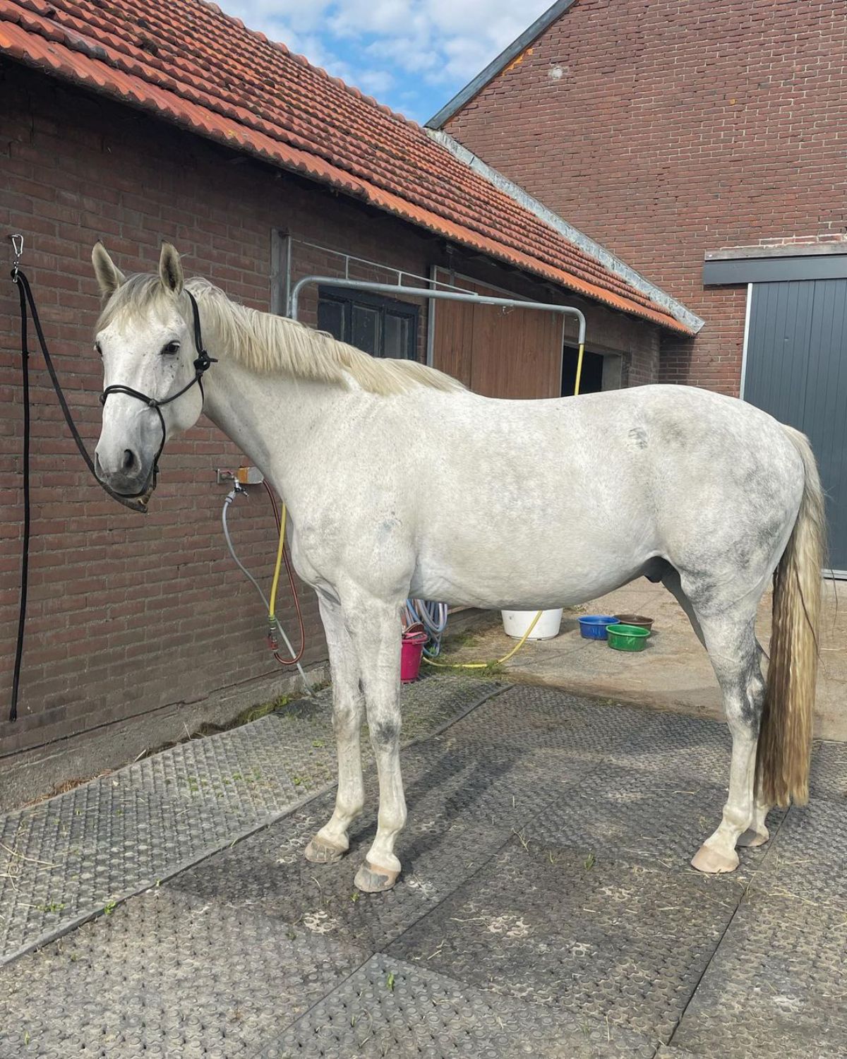 A white horse on a leash near a barn.