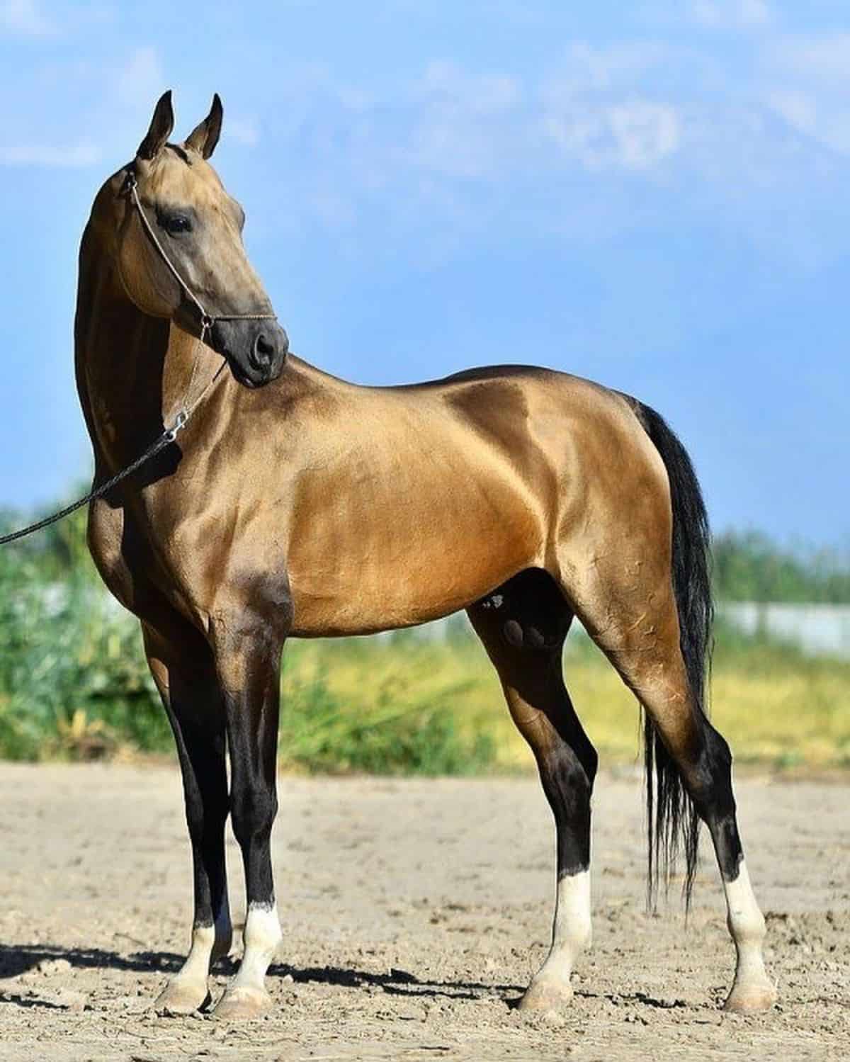 A brown Akhal-Teke horse with white legs.
