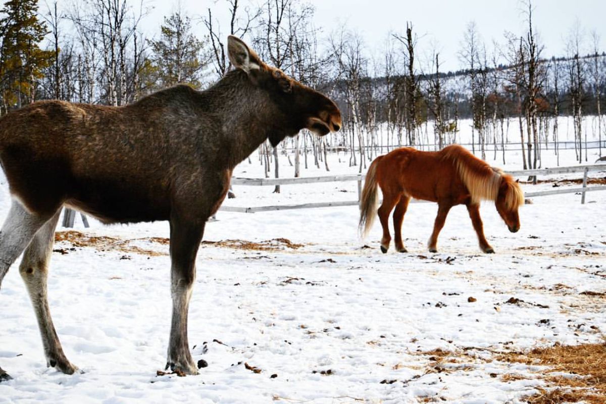 A moose nad a horse on a snow-covered field.