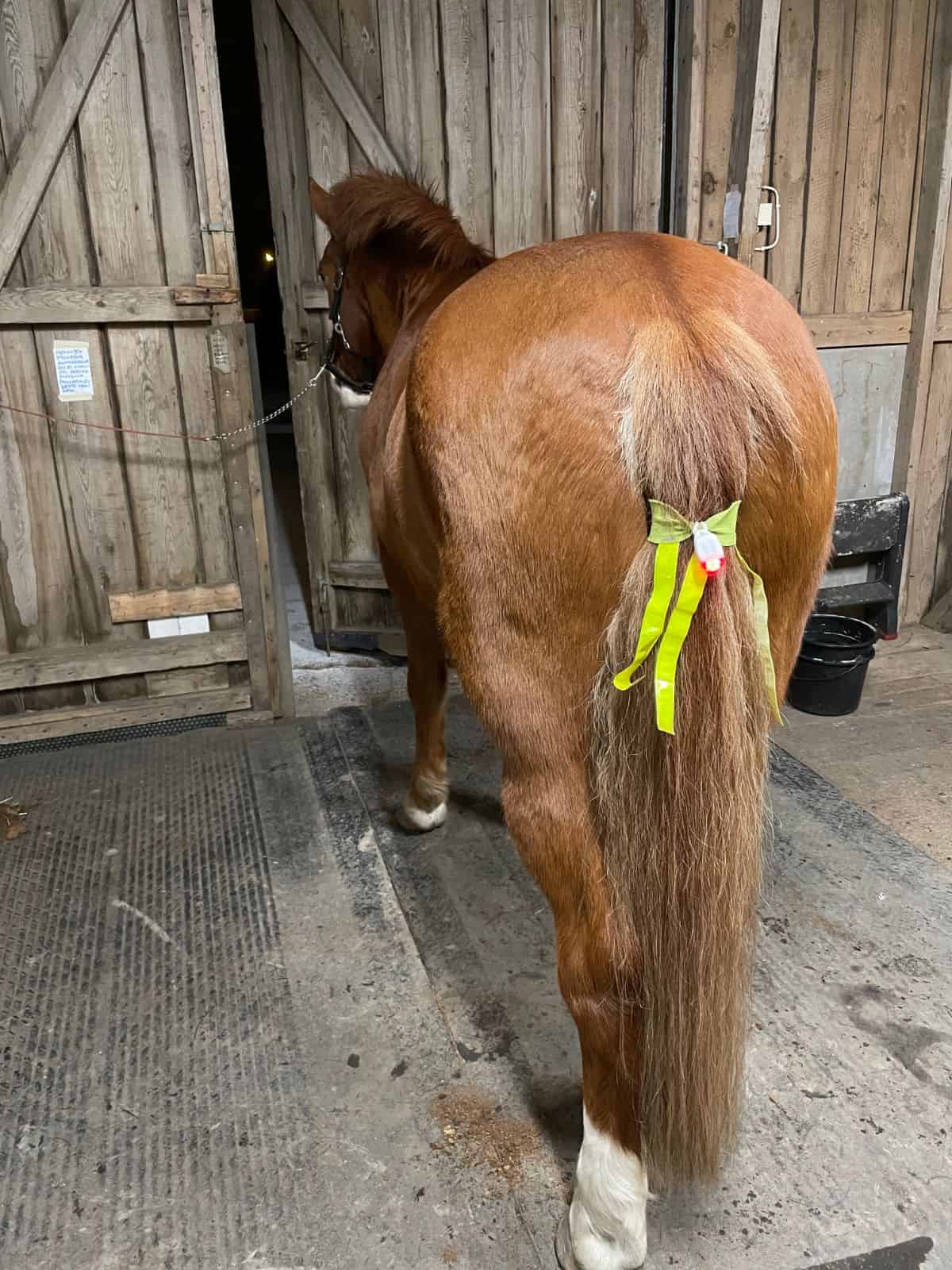 A brown horse with LED lights attached on a tail.