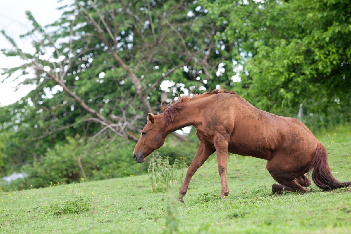 A brown horse trips over on a meadow.