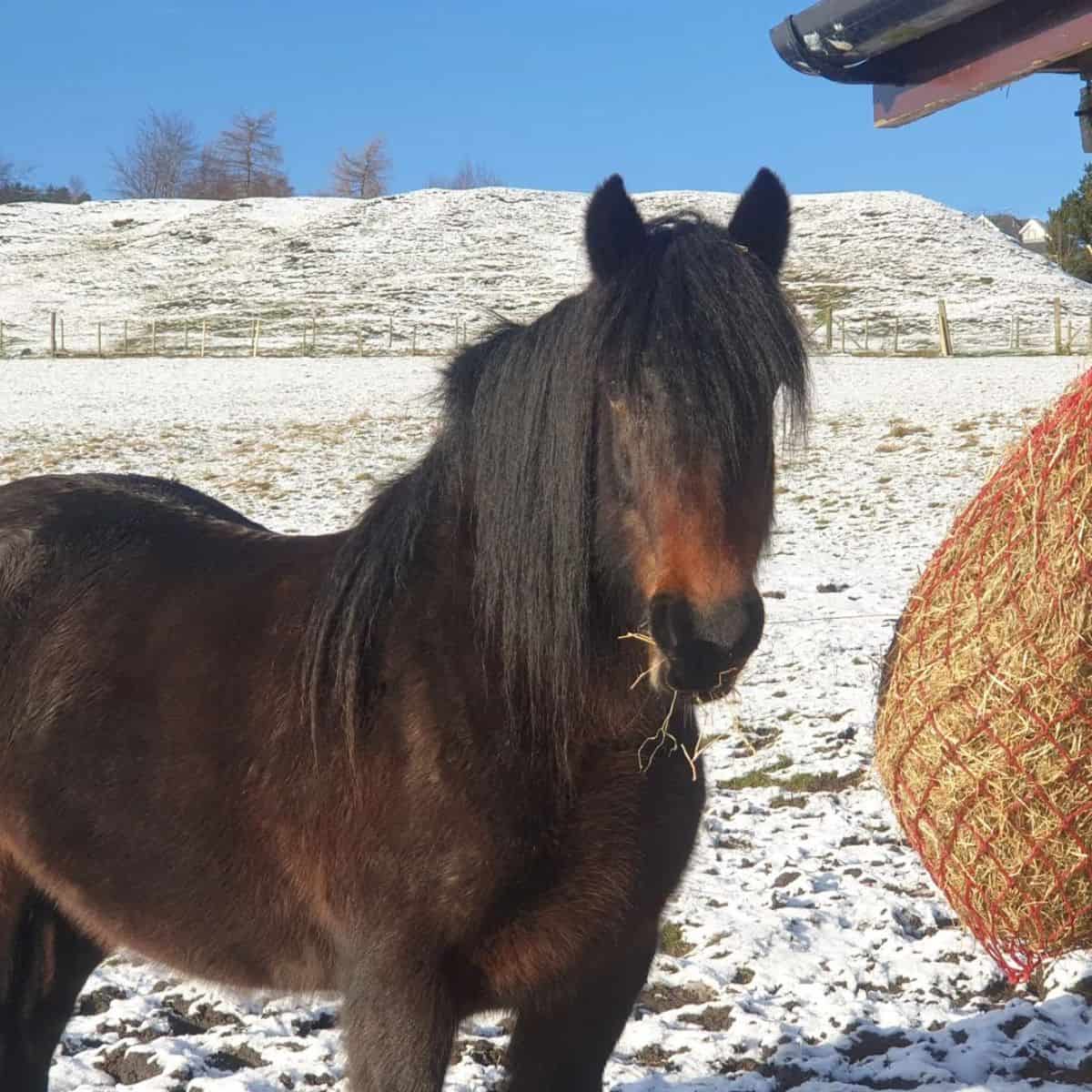 A brown Dales Pony with a long black mane.