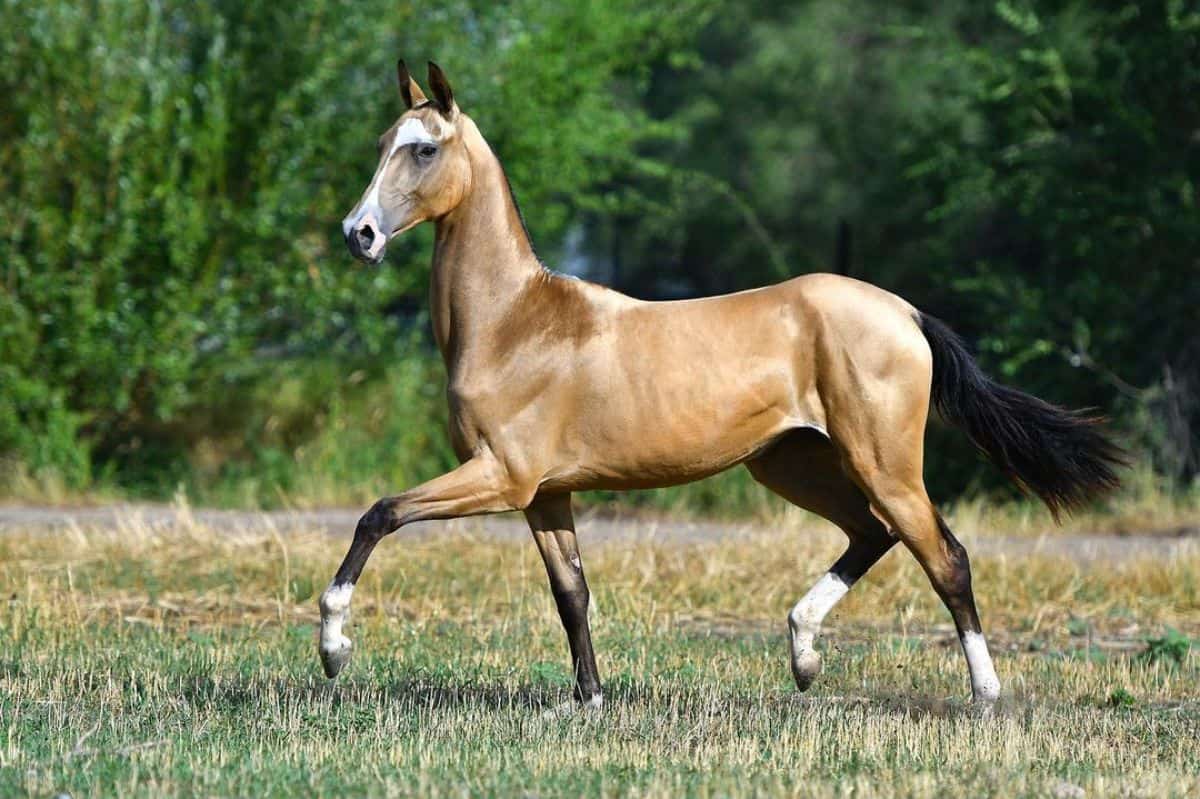 A light-brown Akhal-Teke horse walks on a meadow.