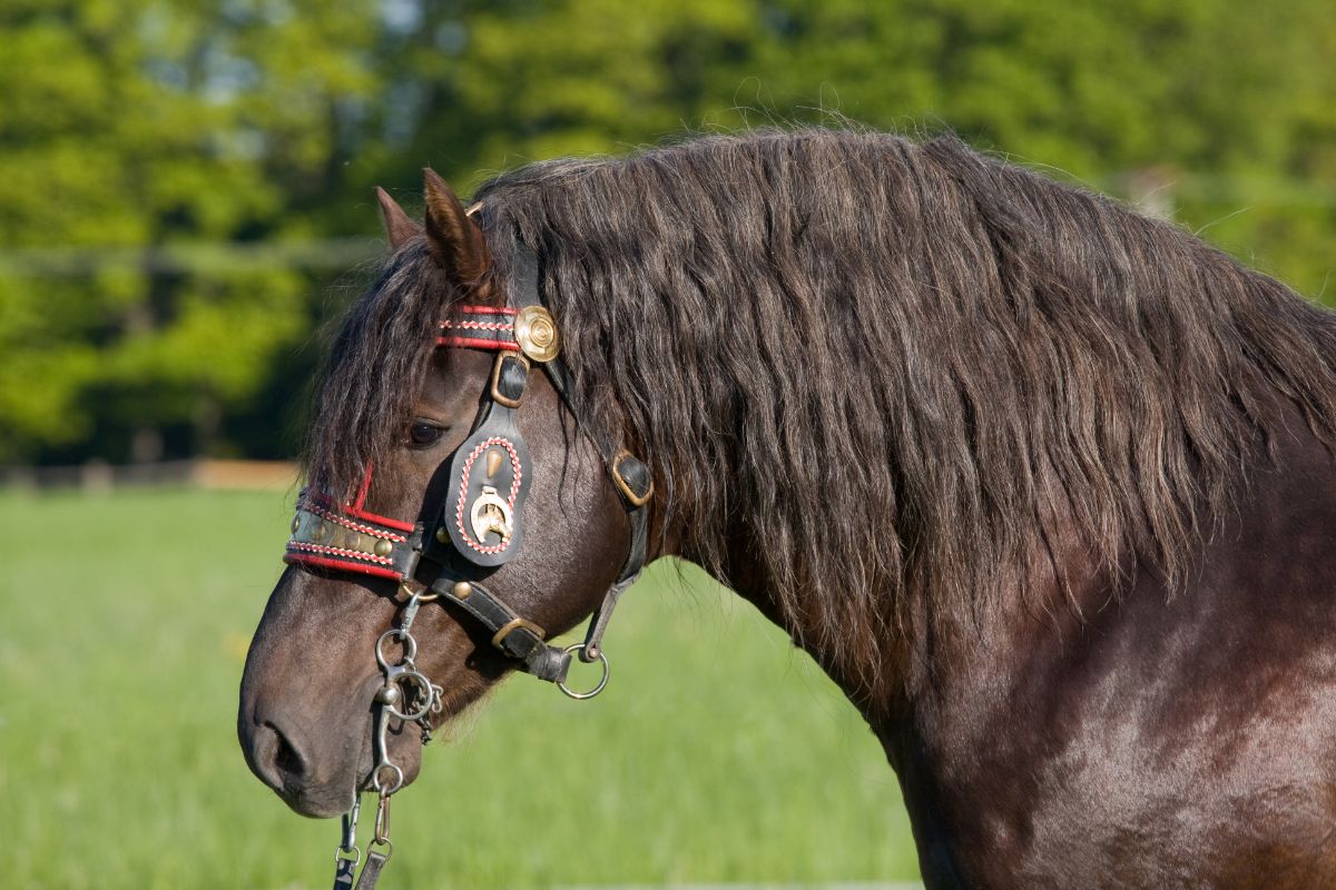 A black horse with a colorful halter.