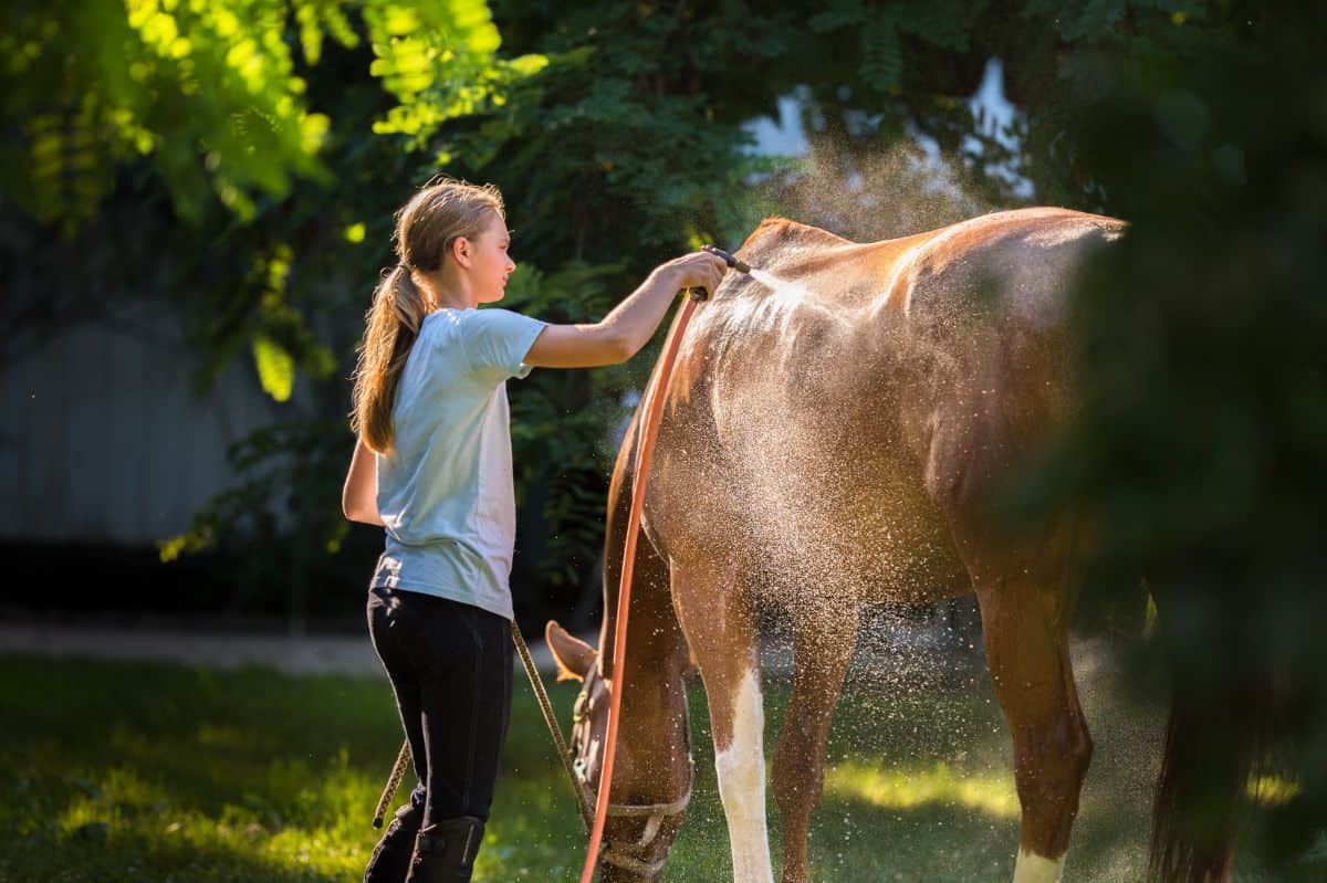 A girl bathing a brown horse with a hose.