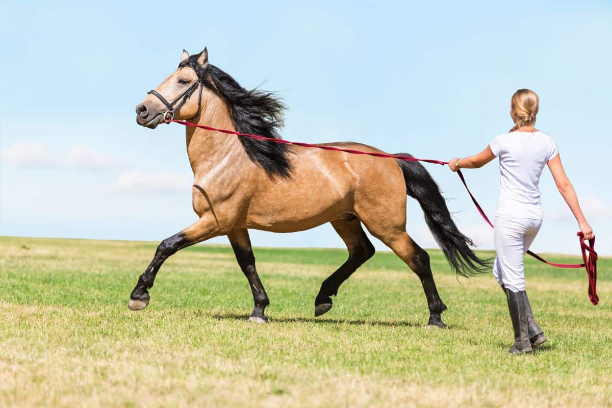 A young woman and a brown horse doing lunge exercise on a rope.