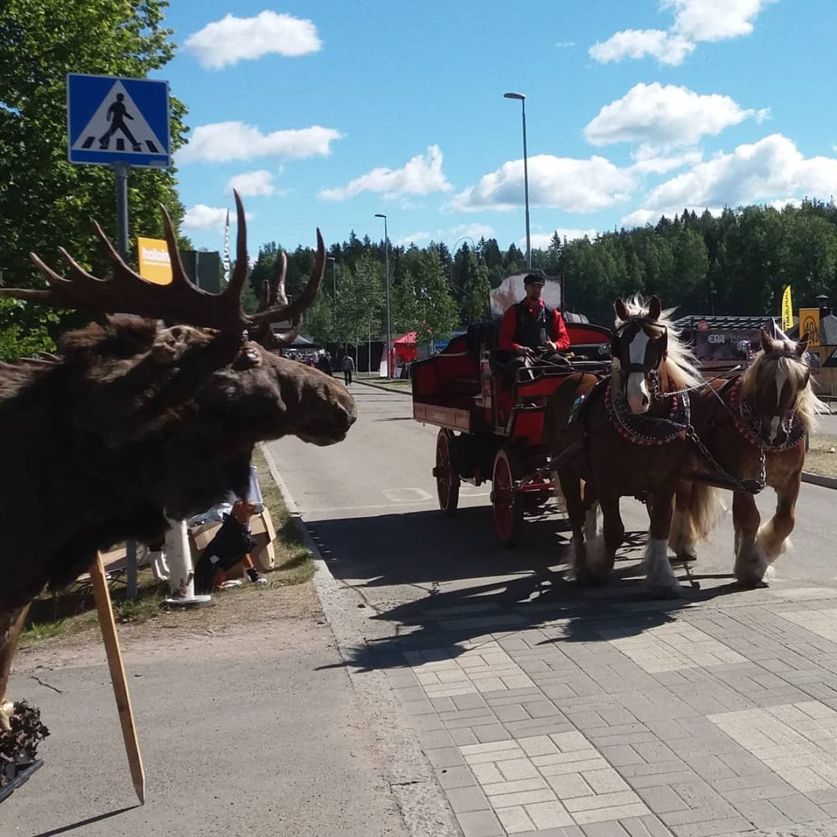 A moose watchning horses pulling a carriage on a street.