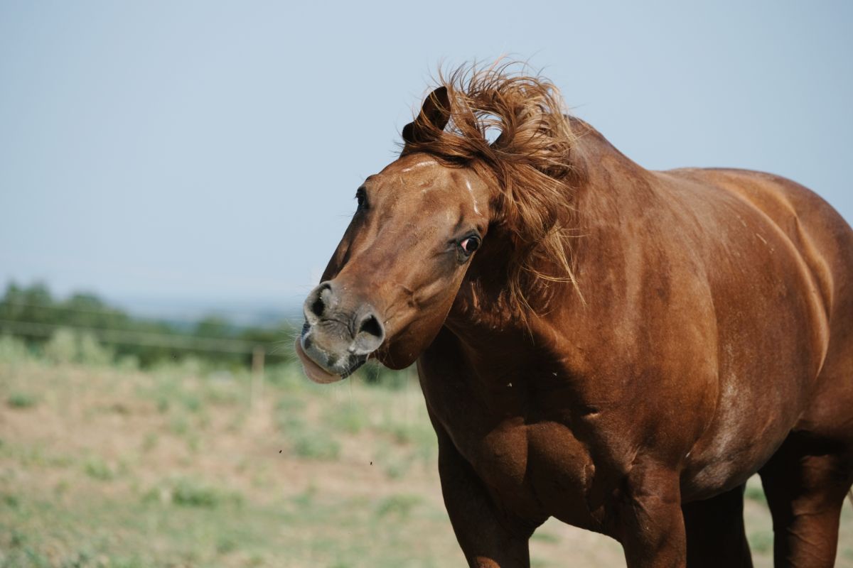 A brown horse shakes its head.