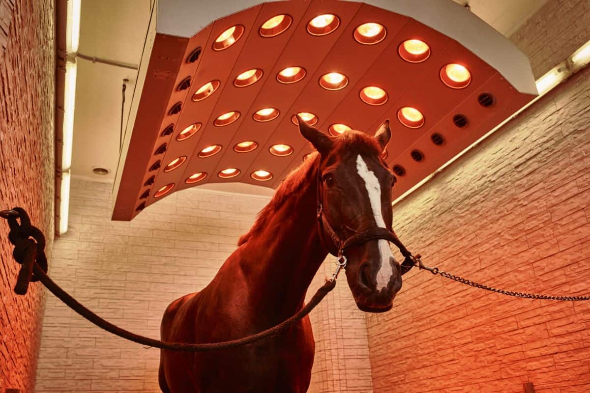 A brown horse stands under a horse solarium.