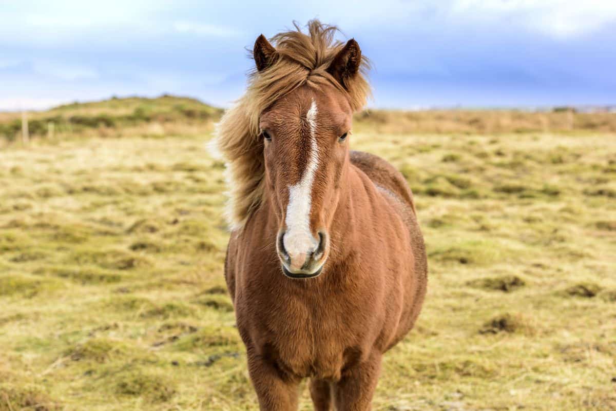 A beautiful brown Icelandic Horse stands in a meadow.