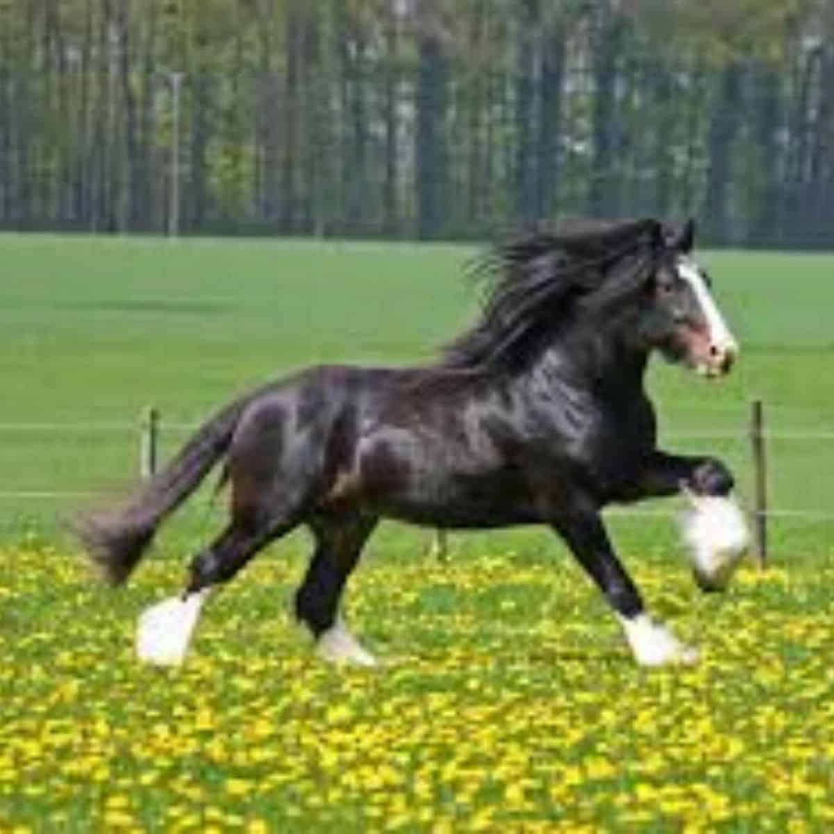 Black Shire horse with white feathered legs running on a meadow.