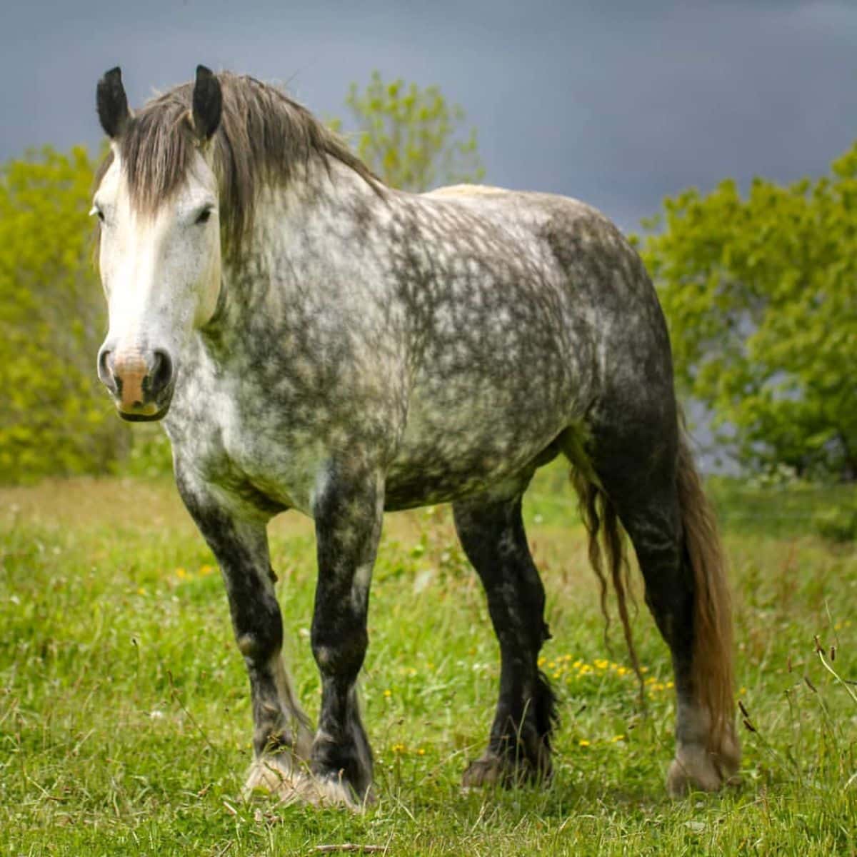 A gray speckled Percheron horse stands on a meadow.
