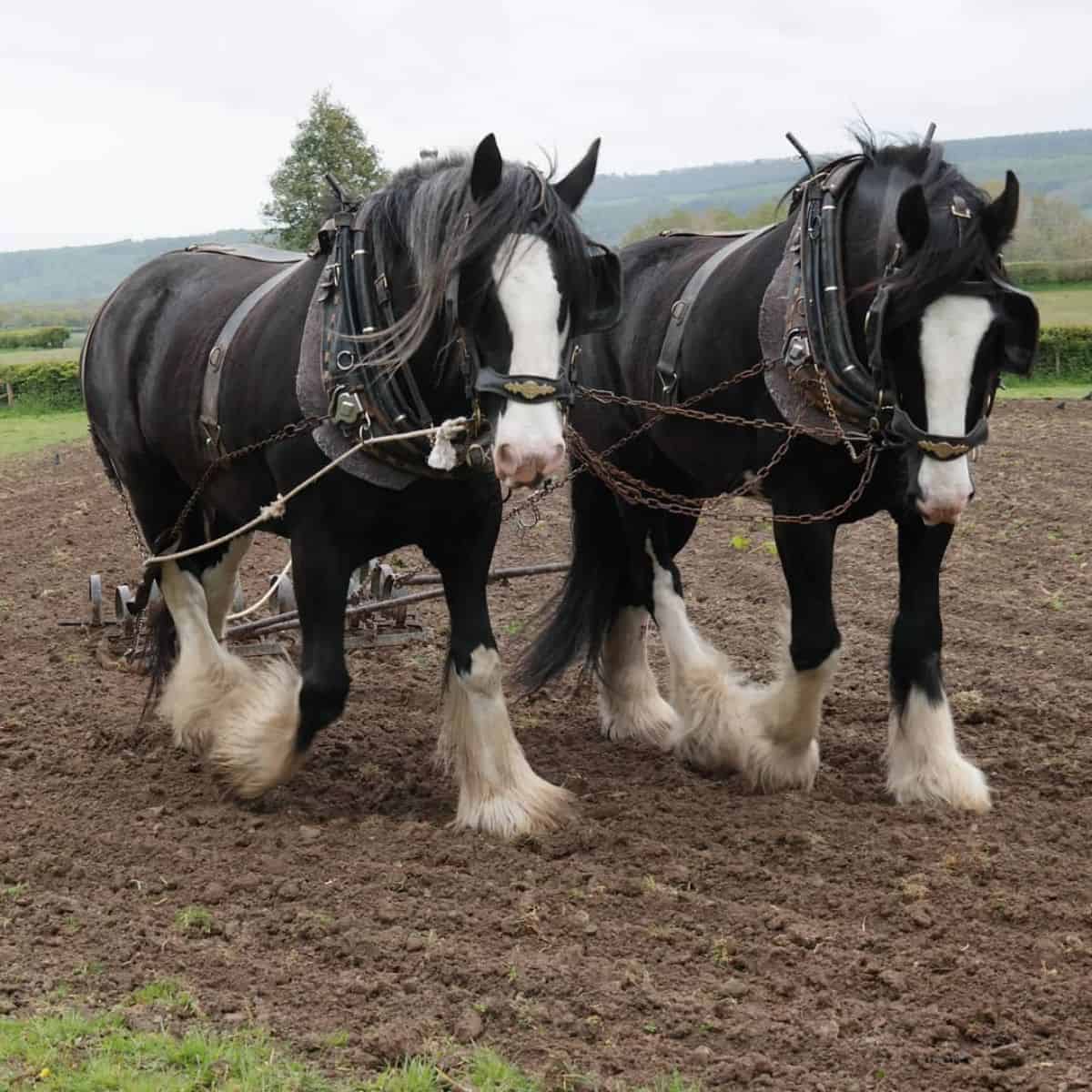 Two huge Shire Horses plowing a field.