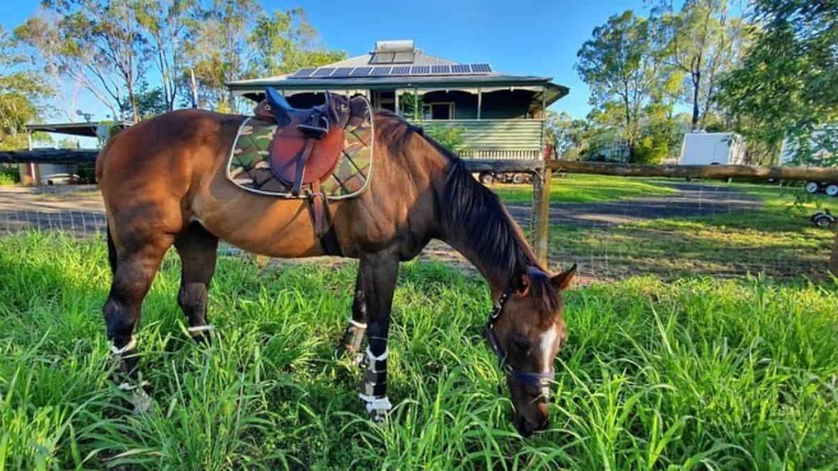 A brown Thoroughbred horse eats fresh grass.