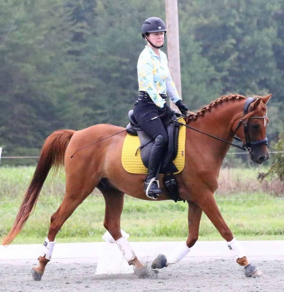 A woman rides a brown Arabian horse.