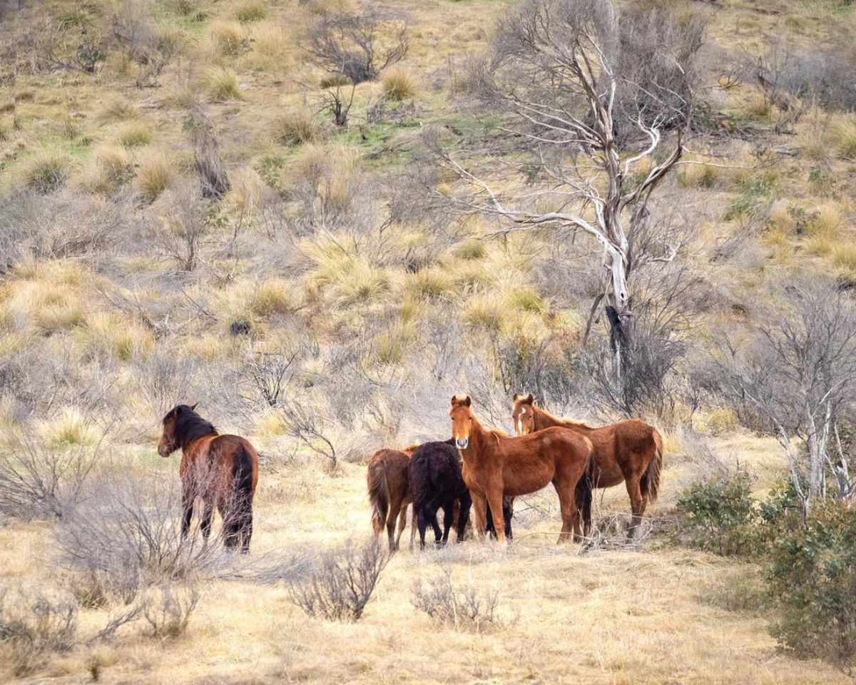 A pack of Australian Brumbies on the wild.