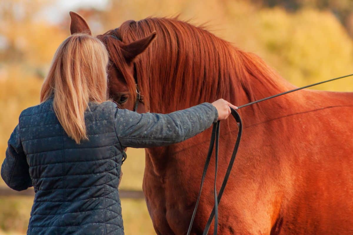 A woman teaching a brown horse.
