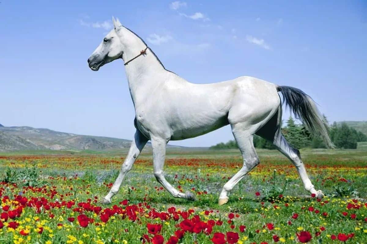 A gray Akhal-Teke walks on a meadow.