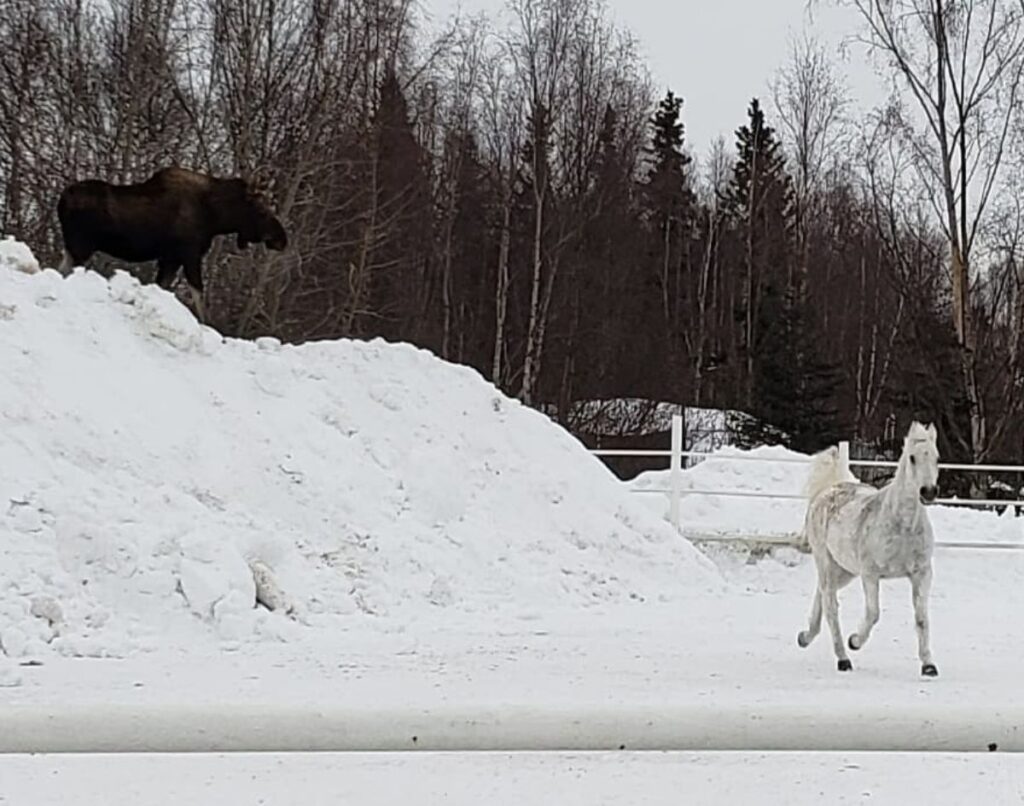 11 Photos of Moose vs. Horses (Size Comparison)