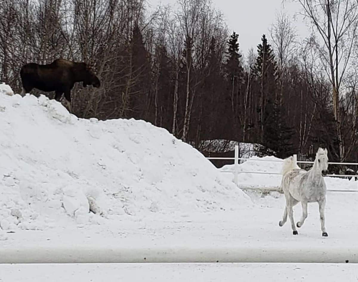 A moose on a hill watching a white horse on a ranch.